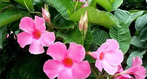  「花开满」最容易养成瀑布的3种花卉，轻松一打理，花开满墙长成花瀑布