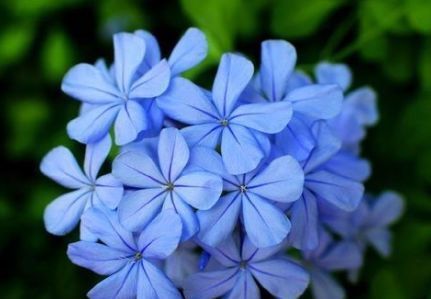  『皮实』喜欢养花，不如养盆石竹花皮实耐贫瘠 。