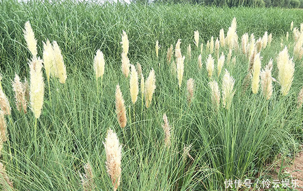  『未成熟』喀西茄，全株含有毒生物碱，未成熟果实毒性较大。