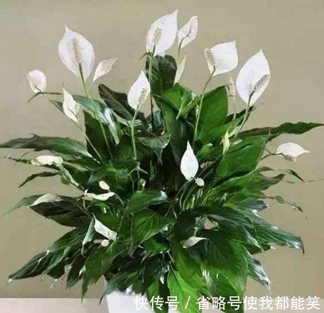  『散射光充足』家里采光差，就养6种花，不爱晒太阳，就给一点光，蹭蹭长满盆！