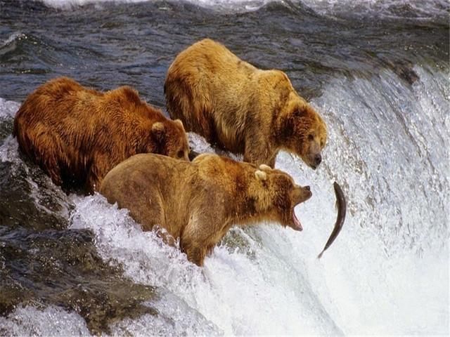 美国 阿拉斯加州 的熊捕鲑鱼