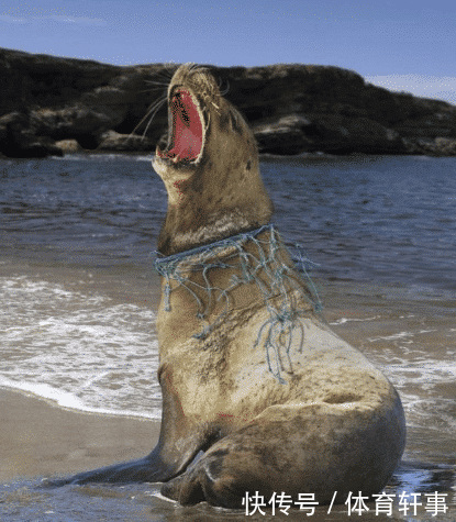 看看这7张照片，人类制造的垃圾到底是如何摧残这颗星球的？