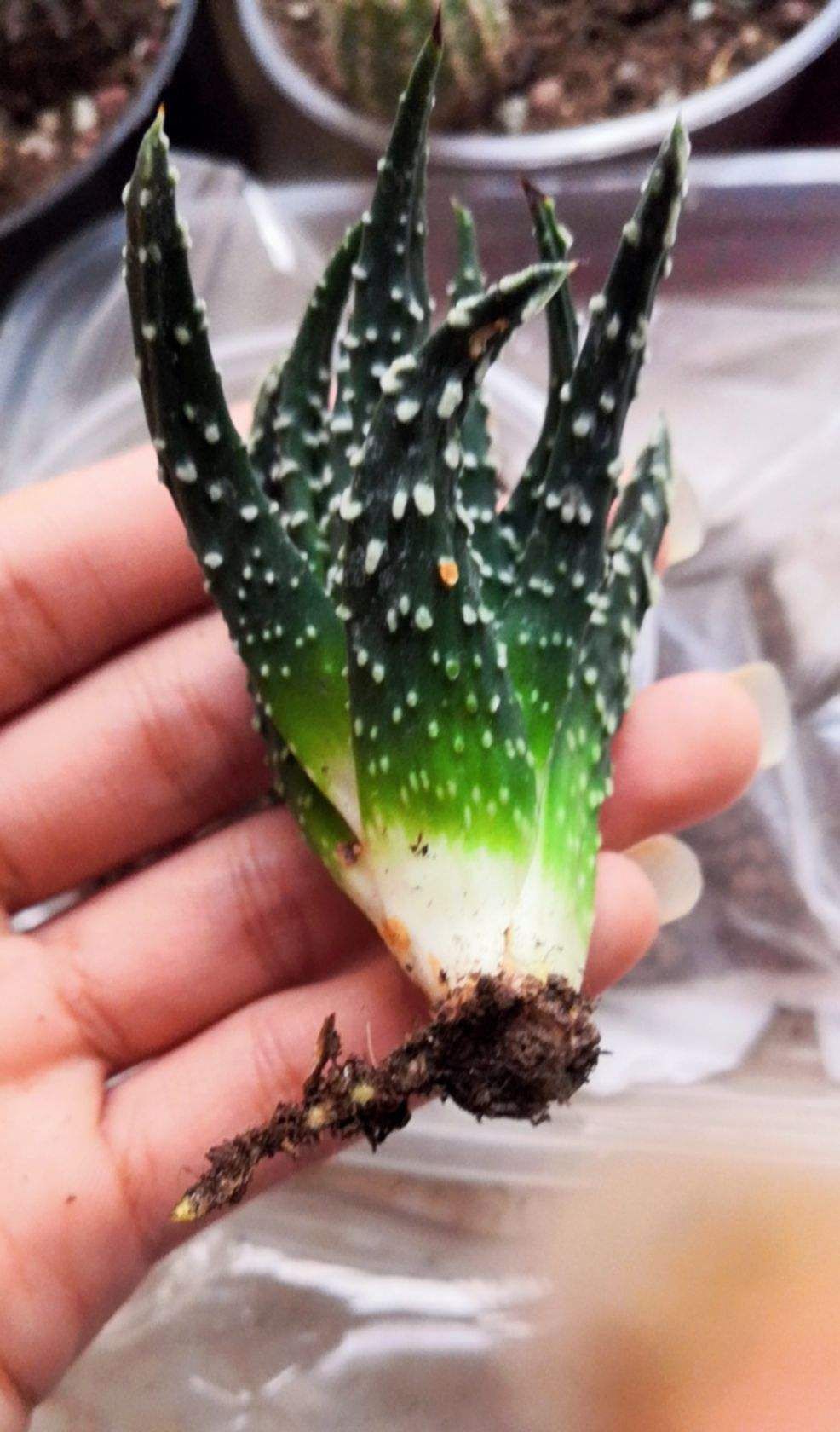 「阳光」这多肉晒晒阳光就会死?真是怪胎,赶紧扔角落里保命!