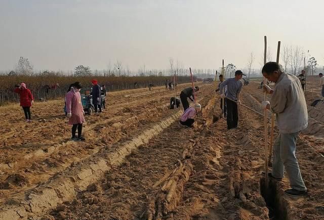  #去年#去年卖到6元，今年商贩2元1斤都不给，农民感慨还没小工赚得多