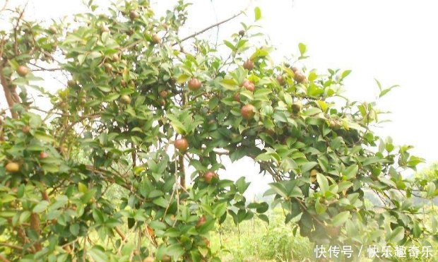 这种树果子落了一地，主人没空捡，偏偏喜欢叶子