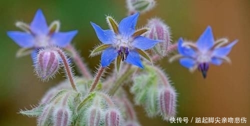  【原产于】旅行看世界：让人赞叹的花卉微距照片，以及在哪里能看到这些美景