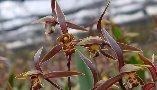  浓郁|兰花不只有大凤素，这款也有神韵，香味浓郁，养护简单，值得入手