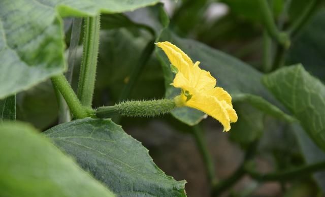  「种子」黄瓜应该如何种植？只要掌握这5种技术，黄瓜既好看又顺直