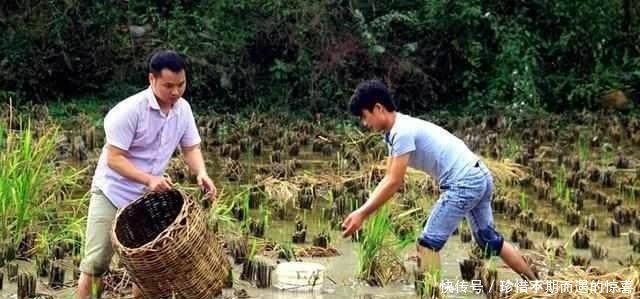 农民收割的时候，竟发现稻田里活着这些东西，从此每年多入上万元