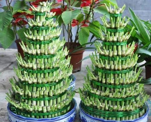「富贵竹」富贵竹枝叶泛黄怎么办从4个方面着手,使其远离黄叶烂根