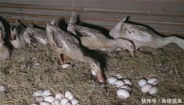 男子养数万只鸭，鸭群四处生蛋，男子：捡到手疼