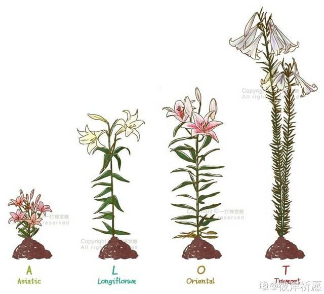  「适合」3月最适合种的花，门口栽一丛，开花又大又香