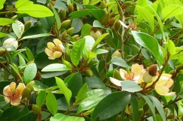  『香味』家中养棵“香水花”，花开似笑非笑，犹抱琵琶半遮面，惹人怜爱