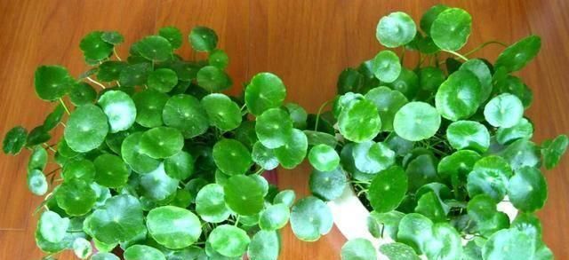  「充足的水分」6种花“喜欢水”，现在养，浇水就呼呼冒新叶，不费劲就长一大盆