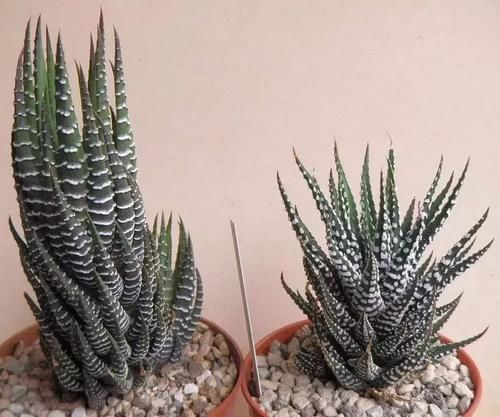  #室内#适合忙碌的人栽培的耐旱、耐阴植物，养室内没阳光的地方也没问题