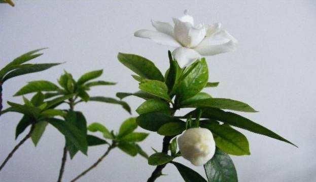  『种类』“它”是香花花卉最易扦插繁殖的种类之一，家庭扦插一盆变几十盆