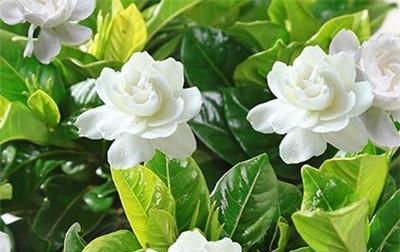  盆土■栀子花移栽后要浇水吗