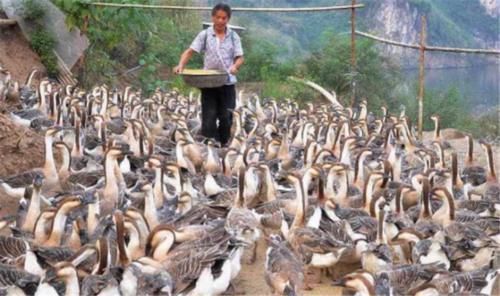  养鹅：为何农村养鸡鸭的多，养鹅的却少？这3点原因是关键