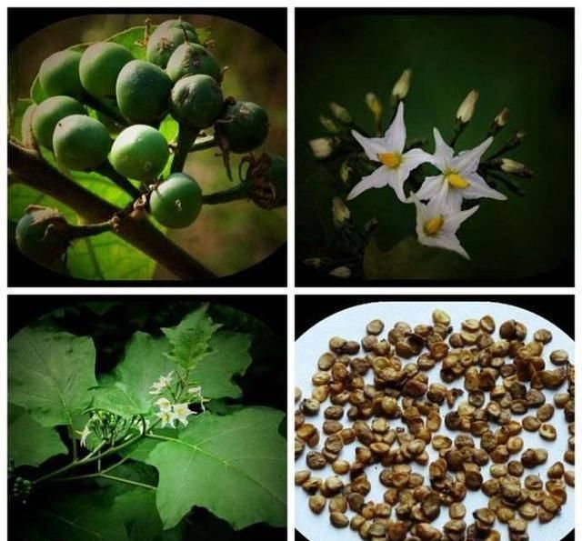 『果实』农村这种植物，果实像番茄，儿时只拿它当玩具，如今才知价值高