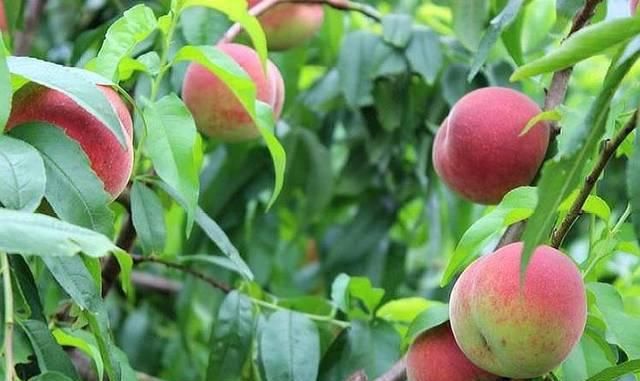  「桃树」农村一种作物以前不值钱，现采用科学种植后，市场上一斤卖到8元