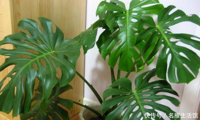 「绿植盆栽」“3种”盆栽,常年翠绿,有生机还好养活,你在养吗?