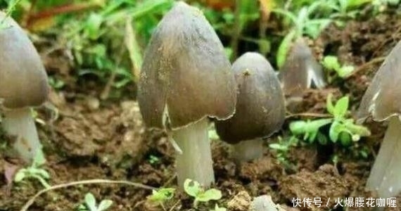  #野味#农村山上采摘的这个“宝贝”，一斤能卖近百元？竟还那么受欢迎！