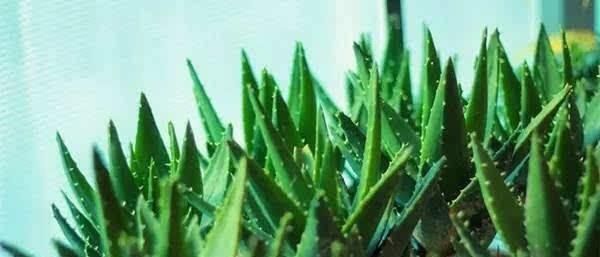  【会让芦荟】养芦荟，记住1个小要点，侧芽冒20个，叶片翠绿肥厚，一年爆盆