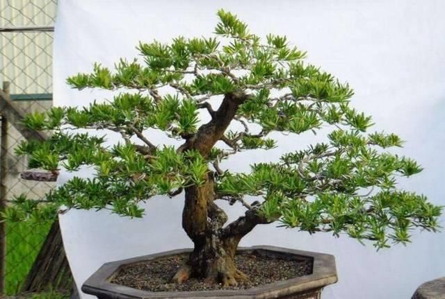 「养花」3种“天价花”,客厅养1盆,越看越高档,养久了,1盆“1套房”
