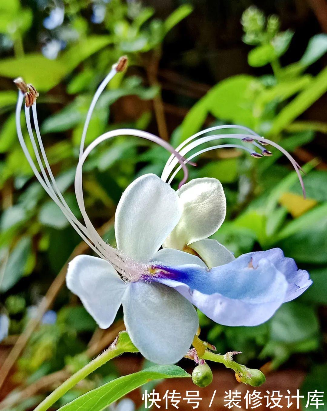  #稀罕#5种花真稀罕，叶子越晒越红彤彤，一盆能开20朵！