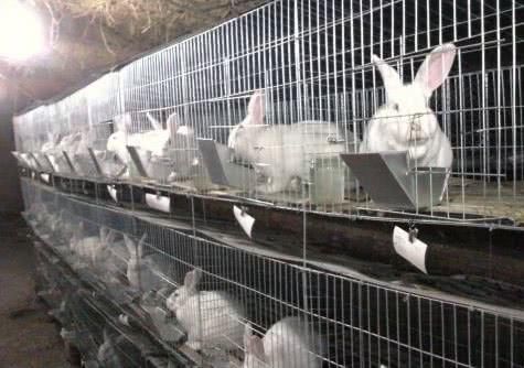  [兔子]兔子繁殖快，农村为什么不养殖兔子致富？听完过来人的分