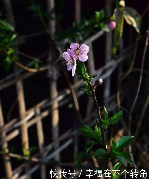  「快乐」篱笆小院住在乡村的快乐，你想体验吗！
