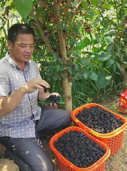 农民种植“毛毛虫”以前是为养殖，现今是为供应城里朋友亩入万元