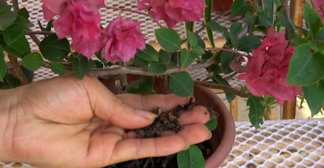 【自制】4月发文:冬季别再闲着了,在家自制3种花肥,既省钱又好用