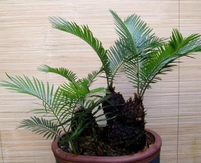  [铁树]有根铁树,叶子剪掉移栽后要全阳养护吗?