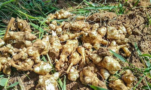  [种上几]”它“在国外被当成宝贝，在中国却农民嫌弃，一斤1元都嫌贵