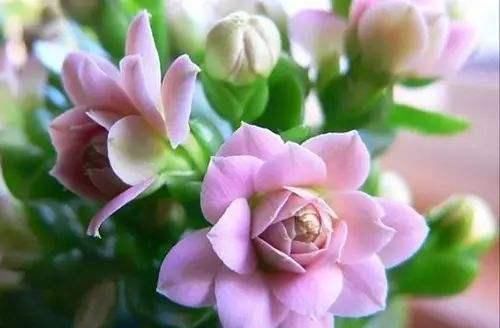  【小院】此款花折个枝，放在小院沾土就活，一个月开花，美观大气惹人爱