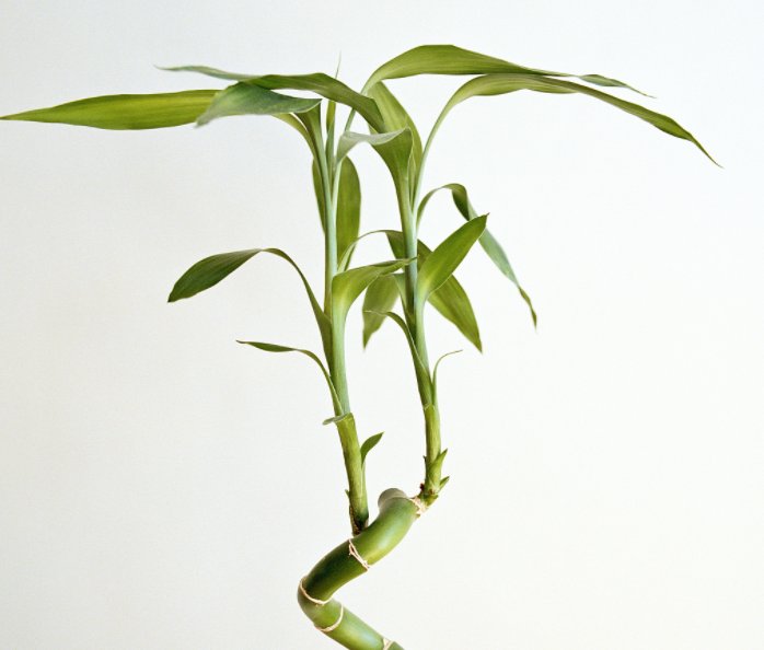  「便是」4种“观叶花”，开花便是“好兆头”，一般人很少见！