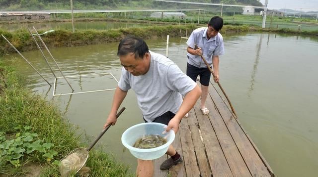  稻田：辟谣：稻田养殖泥鳅不赚钱！这篇文章养殖户养泥鳅发财却