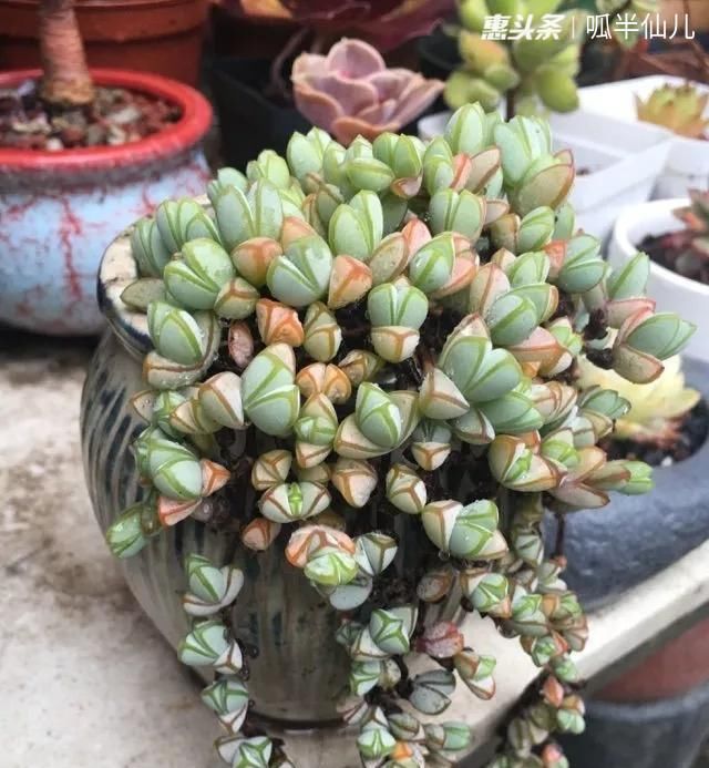  『白菜』多肉断水12天,绿白菜秒变红舞娘,想要上色就得...