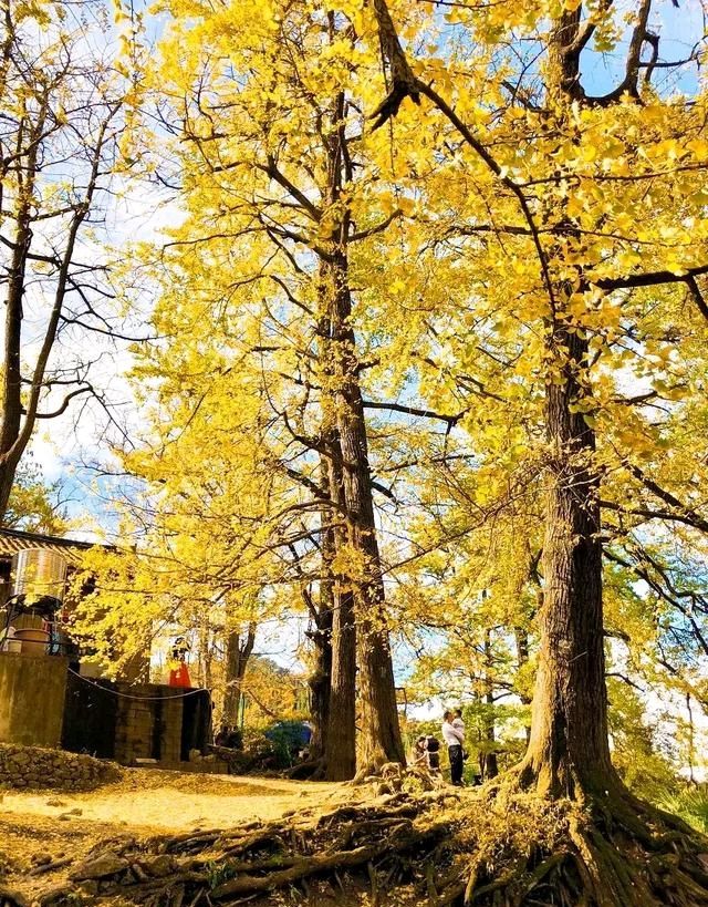 再过30天,这个低调宁静的贵州小村庄即将美成金黄天堂