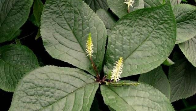  当今@这种野草，能除“四害”，人称“蛇见跑”，当今极为珍贵