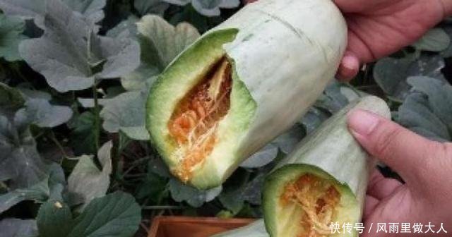 农民在地里种它，亩赚5万元，估计不少人还以为是黄瓜