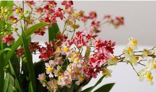 洋桔梗:4种花现在养刚刚好,开花很漂亮,随便一养成花海!