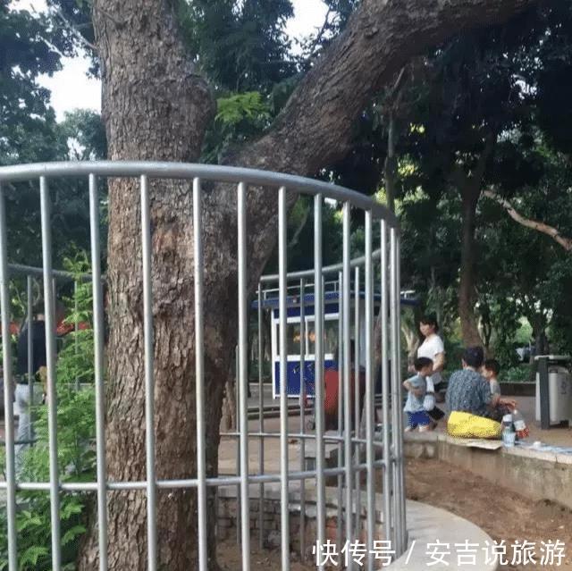  #小时#最大的黄花梨树，40个保安24小时看护