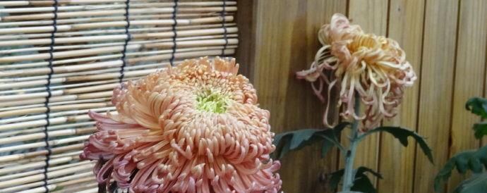  『禅韵』喜欢玫瑰，不如养盆“珍品菊花”盘龙禅韵，花开似木鱼，禅韵十足