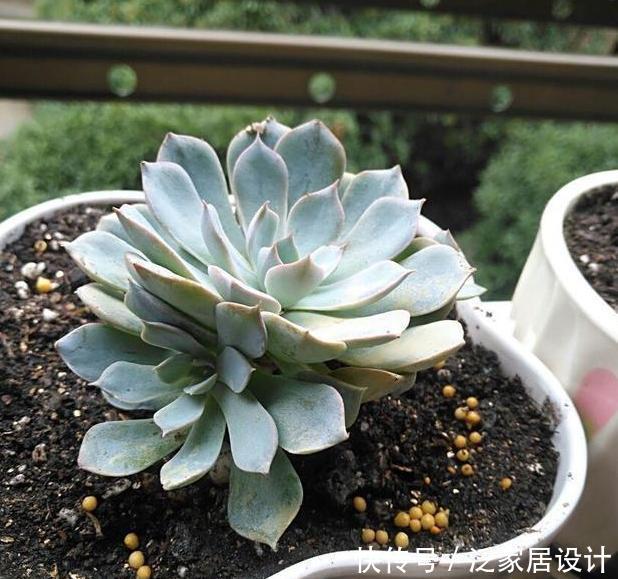  口诀：给多肉浇水的口诀：一看、二摸、三观色，弄懂了轻松搞定盆栽
