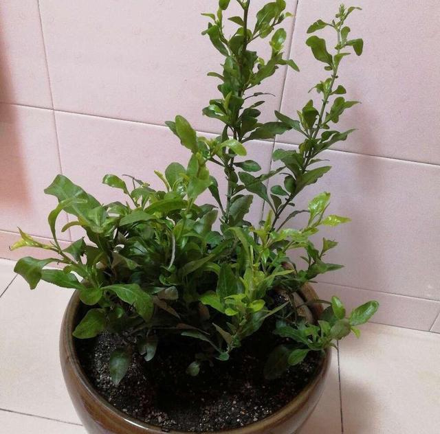 花儿■这“3种花儿”,也太好养了吧,种阳台上,动不动就开花、长爆盆