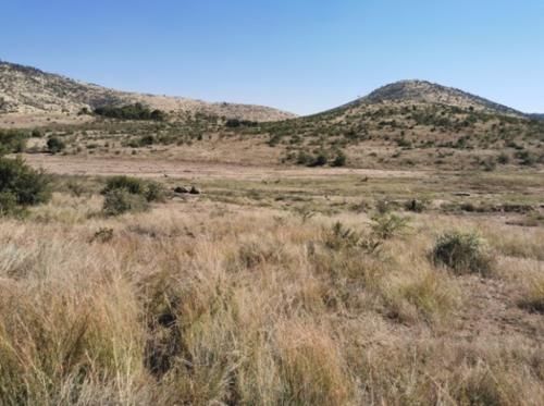 非洲最会“骗人”的植物，把自己伪装成玉石，中招的游客不计其数