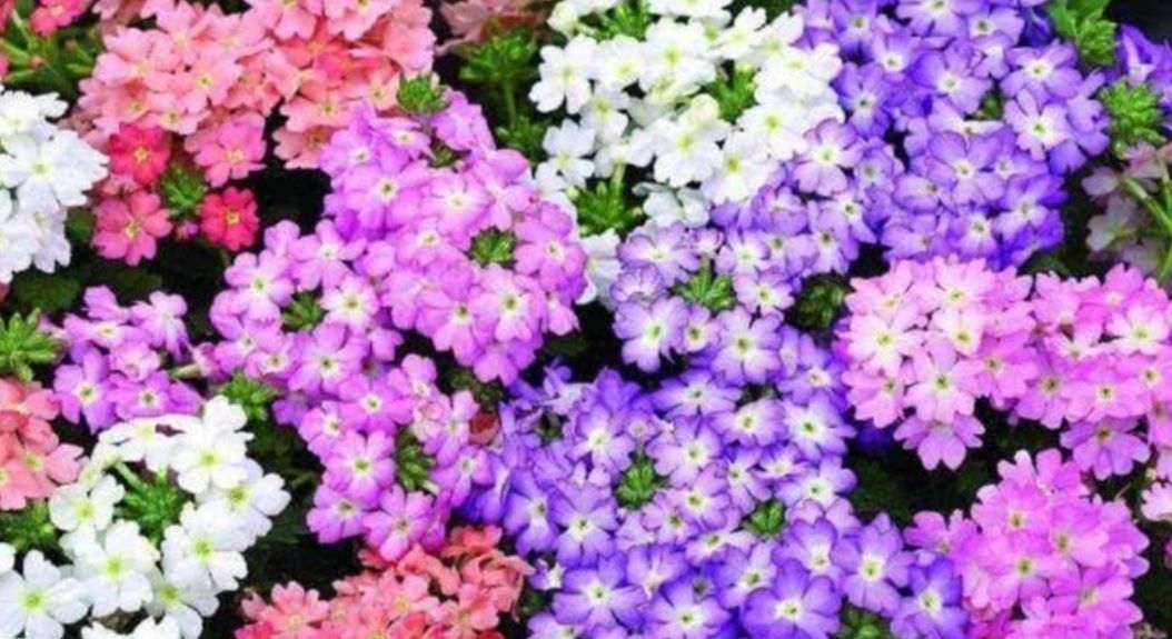  『开出』院子里养1种花，开出的花朵小巧秀美，比太阳花还漂亮