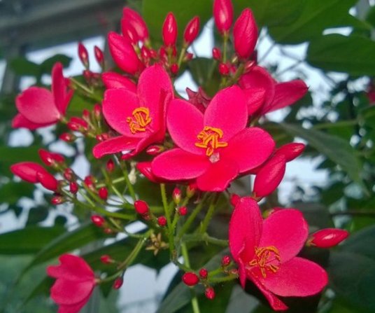  『迷人』花期超长的盆栽花，放在阳台养，全年开花满枝头，花色迷人又艳丽